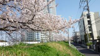 ニ子玉沿いでお花見