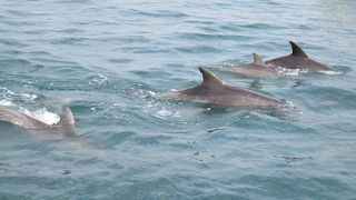 イルカに会えました