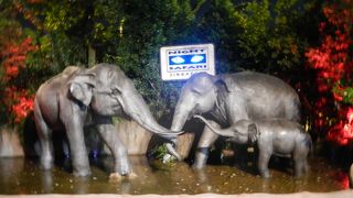 ワクワクドキドキ・・夜の動物園♪