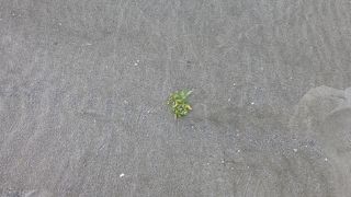 鳴き砂の浜だというが、天候に寄るのか鳴らなかった