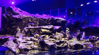 ペンギン好きにはたまらない！