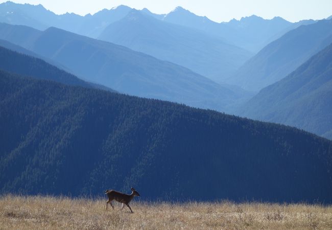 Hurricane Ridge Visitor Center