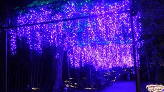 イルミイベントをやってました～！