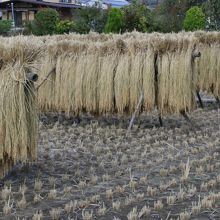 湖畔にはこんな里の風景も残っていました