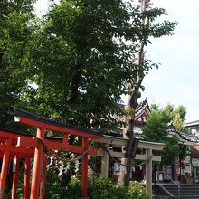赤い鳥居の鷲神社の向こうに見えるのが金山神社本殿です