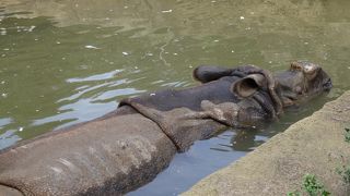 可愛い動物がいっぱい