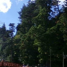 神橋側から見た太郎杉