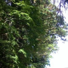 西側から見た太郎杉