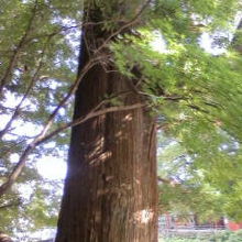 美形でしょう！