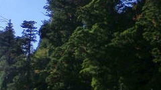 数奇な運命の太郎杉