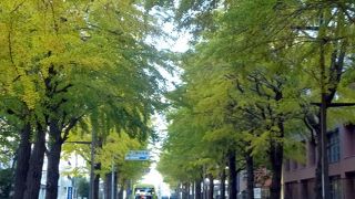 黄色く色付いた三島の銀杏並木