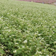 そばの花畑