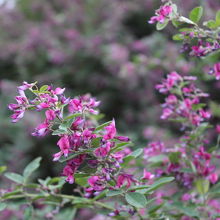 リュウキュウハギ