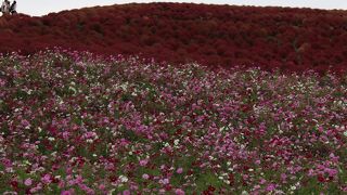 コキアとコスモスの競演が見事