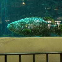 1メートル近くある魚が悠然と泳いでいます。