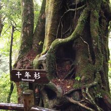 千年杉