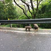 ヤクシカやヤクザルに出会える道