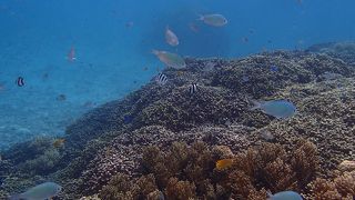 台風直後でも波が穏やか