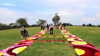 芝生の丘にダリアの花絨毯♪