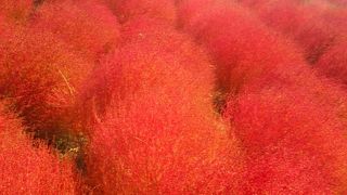 コキアカーニバル2014