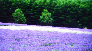一面紫の絨毯を敷き詰めたような光景はしばし見とれて時間を忘れさせます