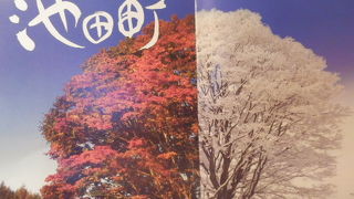 七色のグラデーション･･･樹齢250年