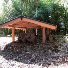 こちらが「真田杉」です 