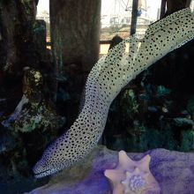 水槽でうつぼちゃん