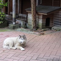 看板犬ベッキー