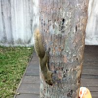 毎朝部屋の庭に遊びに来るリス