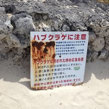 ハブクラゲがいるようです