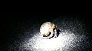 ナイトツアーで夜行性生物観察。