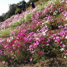 花壇のようにきちんとしすぎてないのがいい