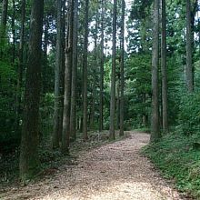 近くに森林浴の散策コースがあります