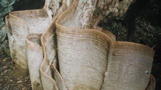 東村の天然記念物