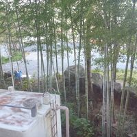 和室向かいは竹林です