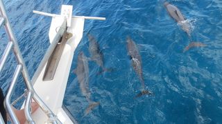 大人でも大興奮！