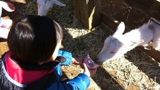 ポニーに乗ったり、トロッコに乗ったり