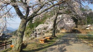 上平公園・・・標高100mの桜咲く
