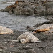 真っ黒な海岸にカメさん！