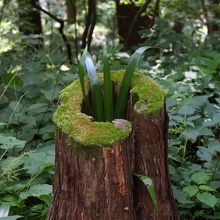 森林浴を楽しめます