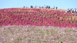 コキアは最高でした