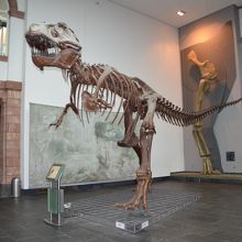 恐竜の化石の展示