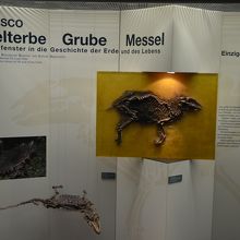 メッセル・ピットの哺乳類の化石