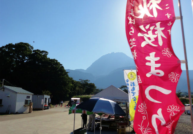 島原で秋桜を見るならこちらの公園