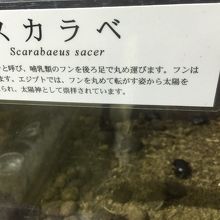 スカラベもいます。