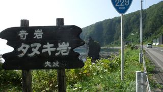 ほんとだー、たぬきだー