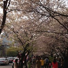 ヨイド公園の桜
