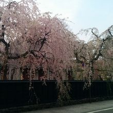 枝垂桜がきれいです