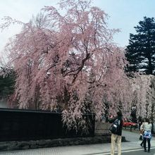 とっても見ごたえありました